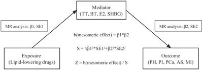 Genetic association of lipid-lowering drug target genes with erectile dysfunction and male reproductive health